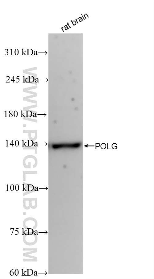 Western Blot (WB) analysis of rat brain tissue using POLG Recombinant antibody (83670-1-RR)