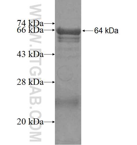 POLG fusion protein Ag5256 SDS-PAGE