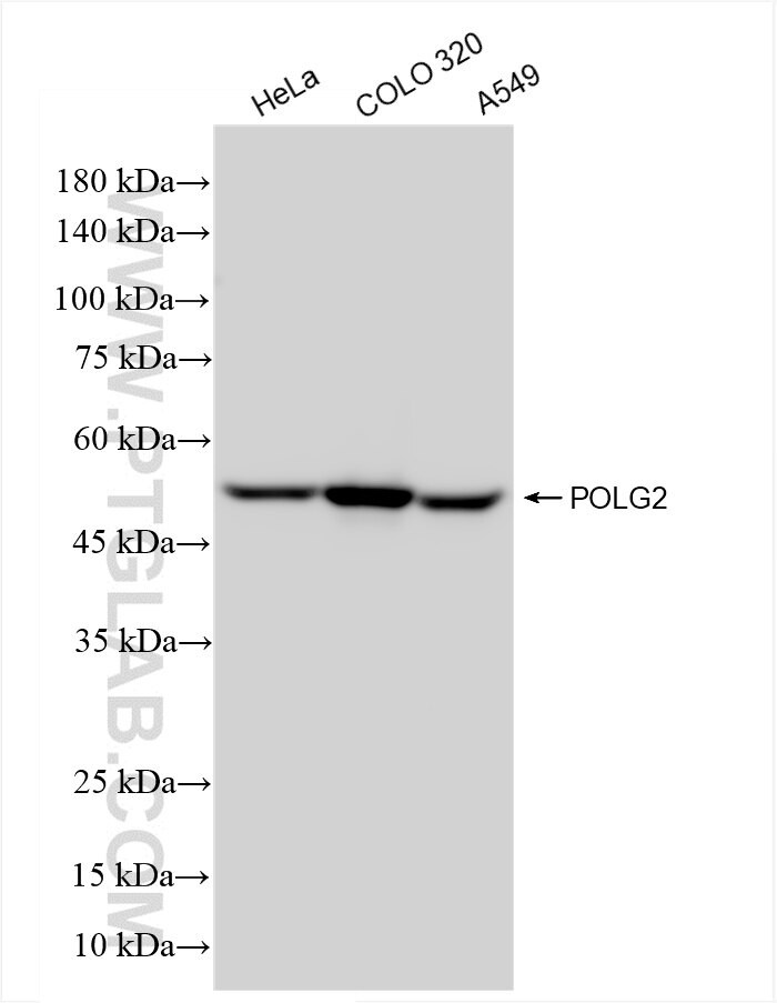 Western Blot (WB) analysis of various lysates using POLG2 Recombinant antibody (85852-4-RR)