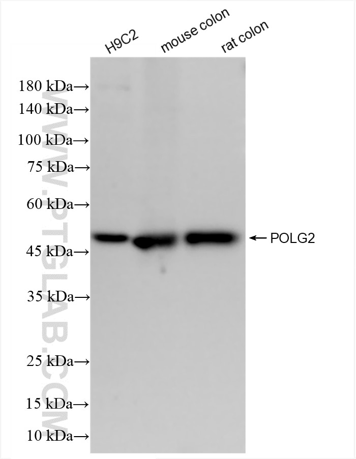 POLG2