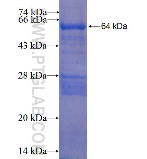 POLG2 fusion protein Ag1424 SDS-PAGE