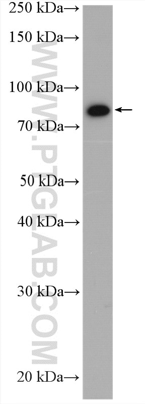 WB analysis of HEK-293T using 28133-1-AP