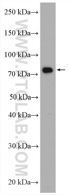 Western Blot (WB) analysis of BxPC-3 cells using POLH Polyclonal antibody (28133-1-AP)