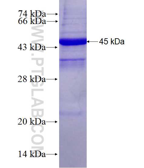 POLH fusion protein Ag27973 SDS-PAGE