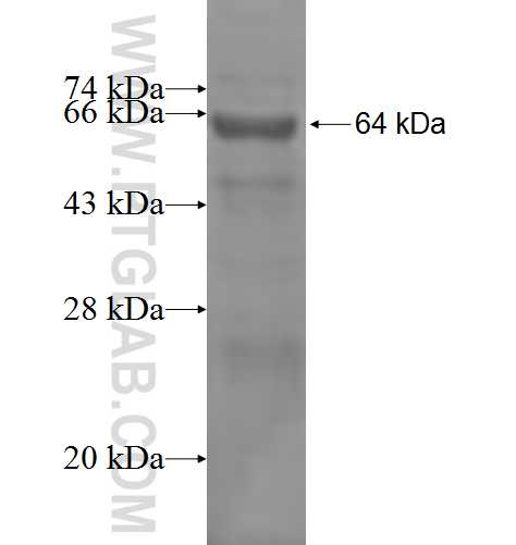 POLH fusion protein Ag9405 SDS-PAGE