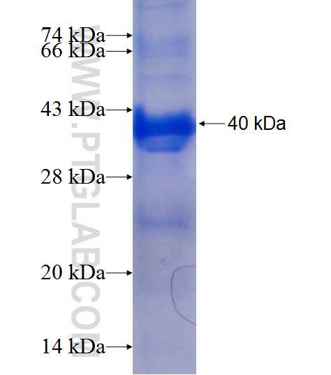POLH fusion protein Ag9420 SDS-PAGE