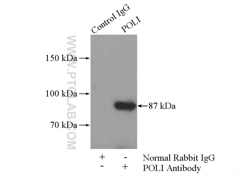 Immunoprecipitation (IP) experiment of mouse testis tissue using POLI Polyclonal antibody (13635-1-AP)