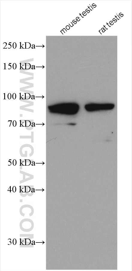 Western Blot (WB) analysis of various lysates using POLI Polyclonal antibody (13635-1-AP)