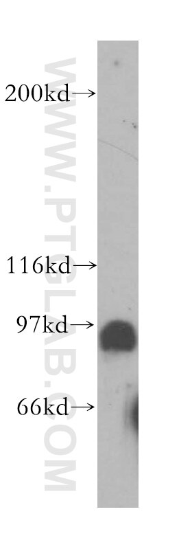 Western Blot (WB) analysis of human heart tissue using POLI Polyclonal antibody (13635-1-AP)