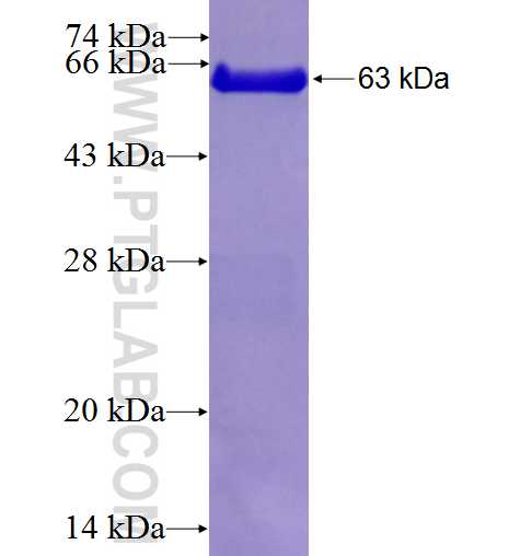 POLI fusion protein Ag4563 SDS-PAGE