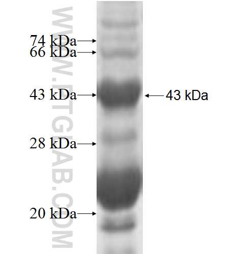 POLI fusion protein Ag5599 SDS-PAGE