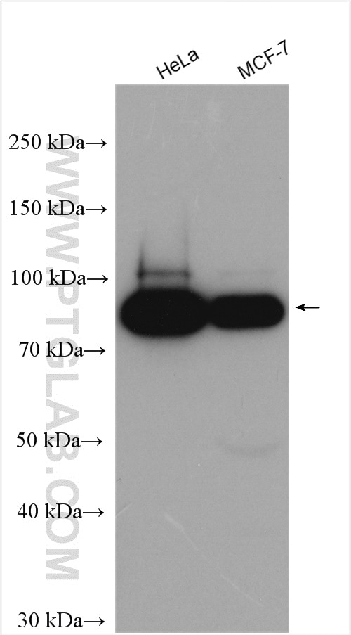 Western Blot (WB) analysis of various lysates using POLK Polyclonal antibody (14455-1-AP)