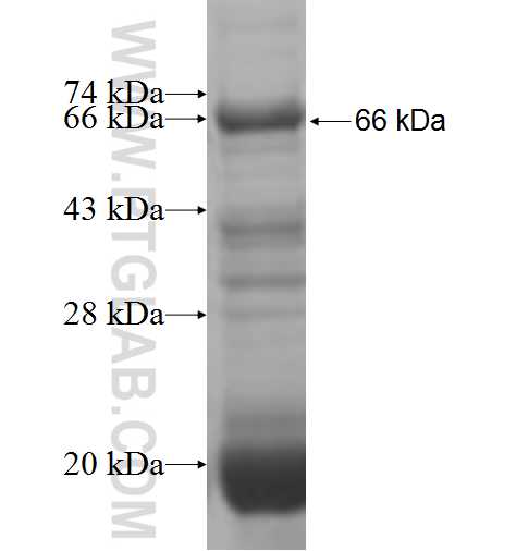 POLK fusion protein Ag6034 SDS-PAGE