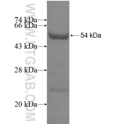 POLK fusion protein Ag6194 SDS-PAGE