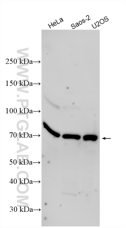 Western Blot (WB) analysis of various lysates using POLL Polyclonal antibody (14671-1-AP)