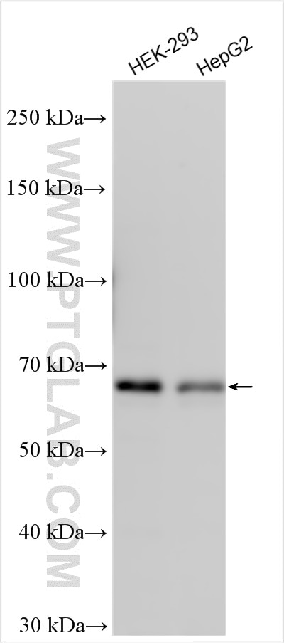 Western Blot (WB) analysis of various lysates using POLL Polyclonal antibody (29920-1-AP)