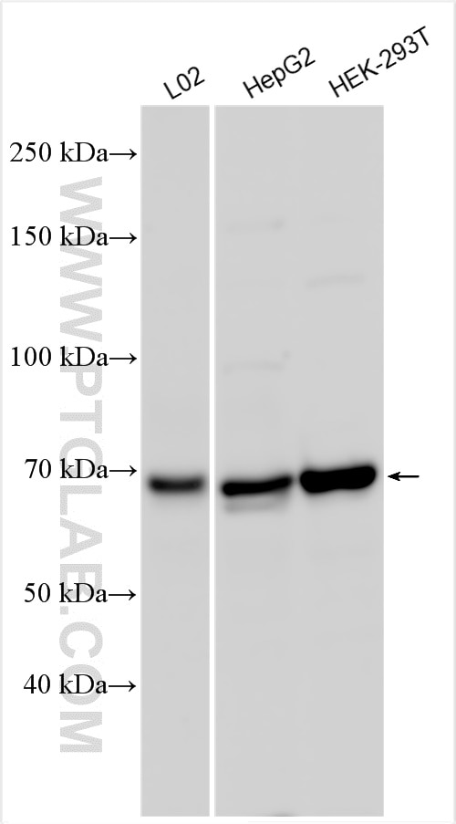 Western Blot (WB) analysis of various lysates using POLL Polyclonal antibody (29920-1-AP)