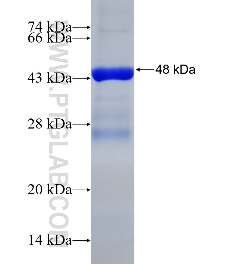 POLL fusion protein Ag31995 SDS-PAGE