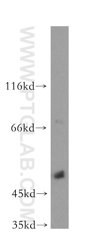 Western Blot (WB) analysis of Jurkat cells using POLM Polyclonal antibody (14873-1-AP)