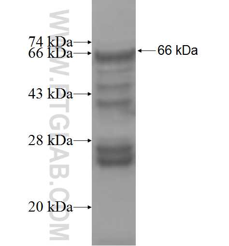 POLM fusion protein Ag6642 SDS-PAGE