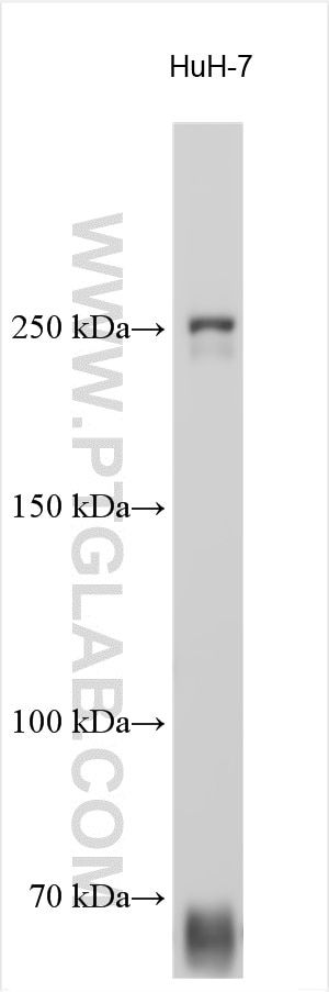 Western Blot (WB) analysis of various lysates using POLQ Polyclonal antibody (28590-1-AP)
