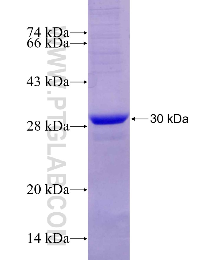 POLQ fusion protein Ag29643 SDS-PAGE