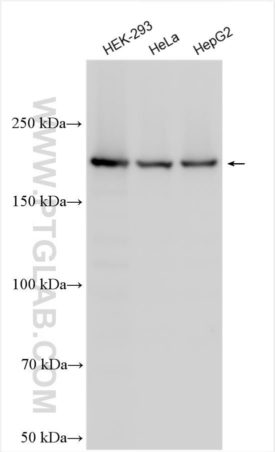 Western Blot (WB) analysis of various lysates using POLR1A Polyclonal antibody (20595-1-AP)