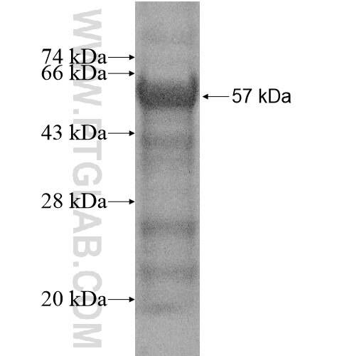 RPA1 fusion protein Ag14543 SDS-PAGE