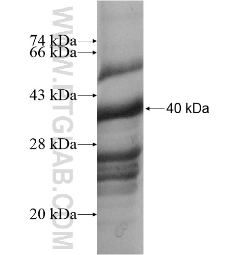 POLR1B fusion protein Ag13306 SDS-PAGE
