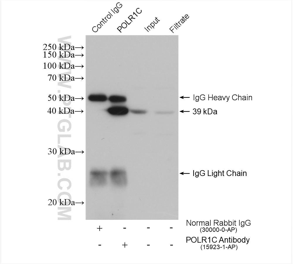 Immunoprecipitation (IP) experiment of NIH/3T3 cells using POLR1C Polyclonal antibody (15923-1-AP)