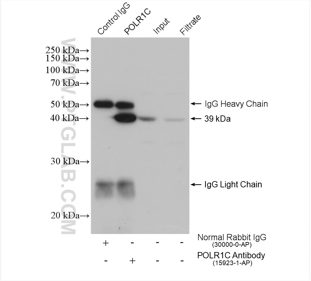 IP experiment of NIH/3T3 using 15923-1-AP