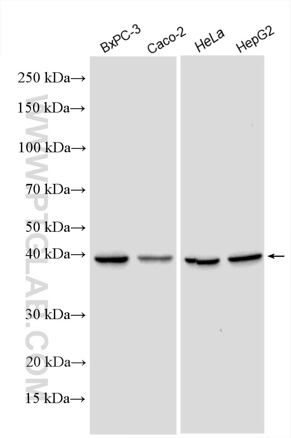 Western Blot (WB) analysis of various lysates using POLR1C Polyclonal antibody (15923-1-AP)