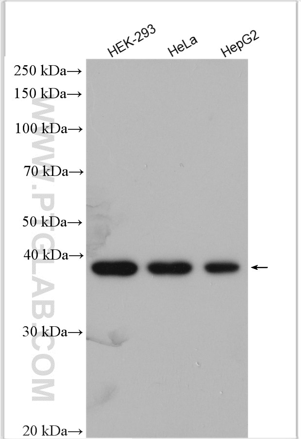 Western Blot (WB) analysis of various lysates using POLR1C Polyclonal antibody (15923-1-AP)