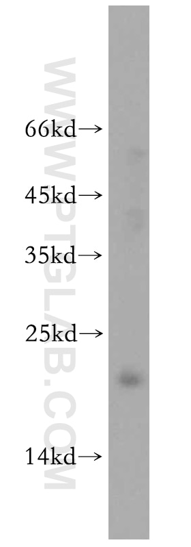 Western Blot (WB) analysis of mouse lung tissue using POLR1D Polyclonal antibody (12254-1-AP)