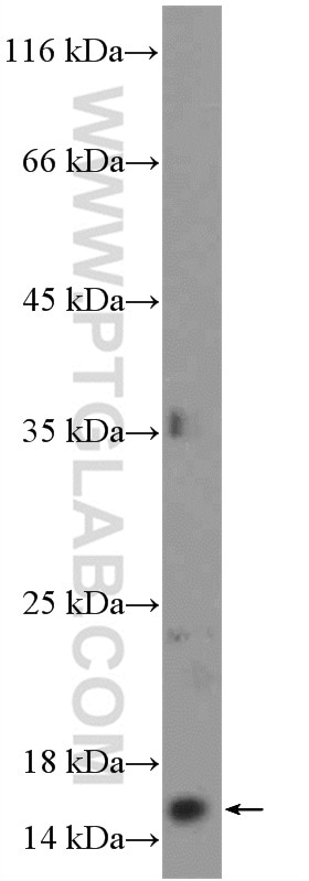 WB analysis of Jurkat using 16678-1-AP