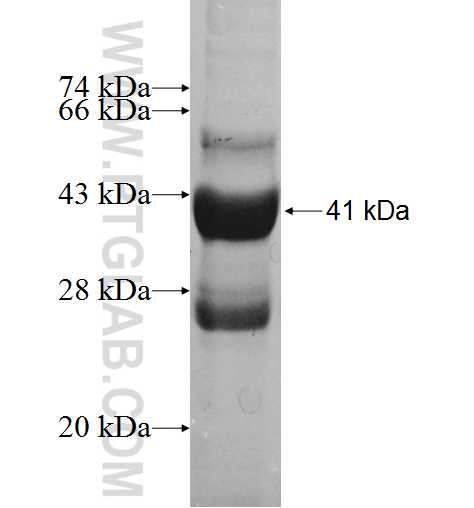 POLR1D fusion protein Ag10000 SDS-PAGE