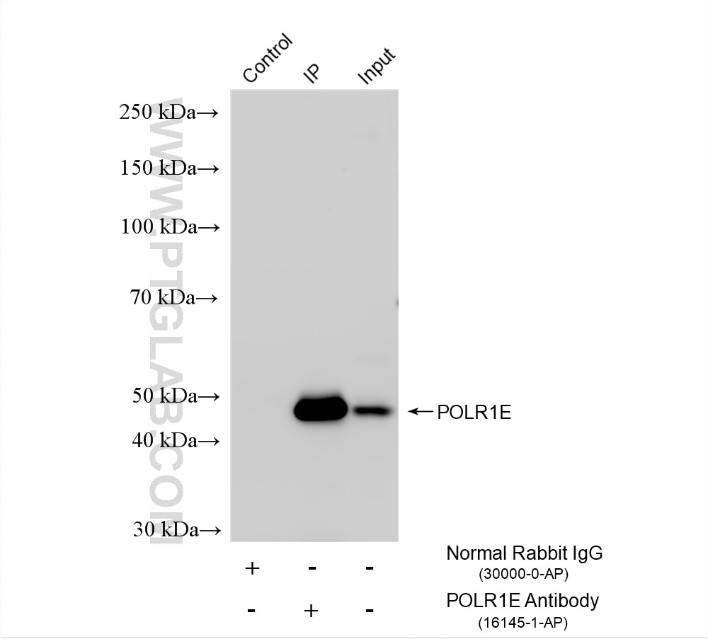 Immunoprecipitation (IP) experiment of HepG2 cells using POLR1E Polyclonal antibody (16145-1-AP)