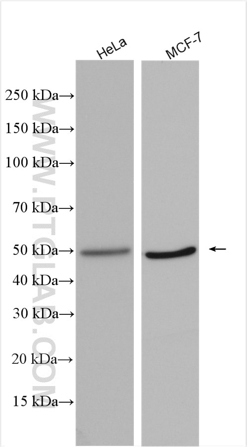 Western Blot (WB) analysis of various lysates using POLR1E Polyclonal antibody (16145-1-AP)
