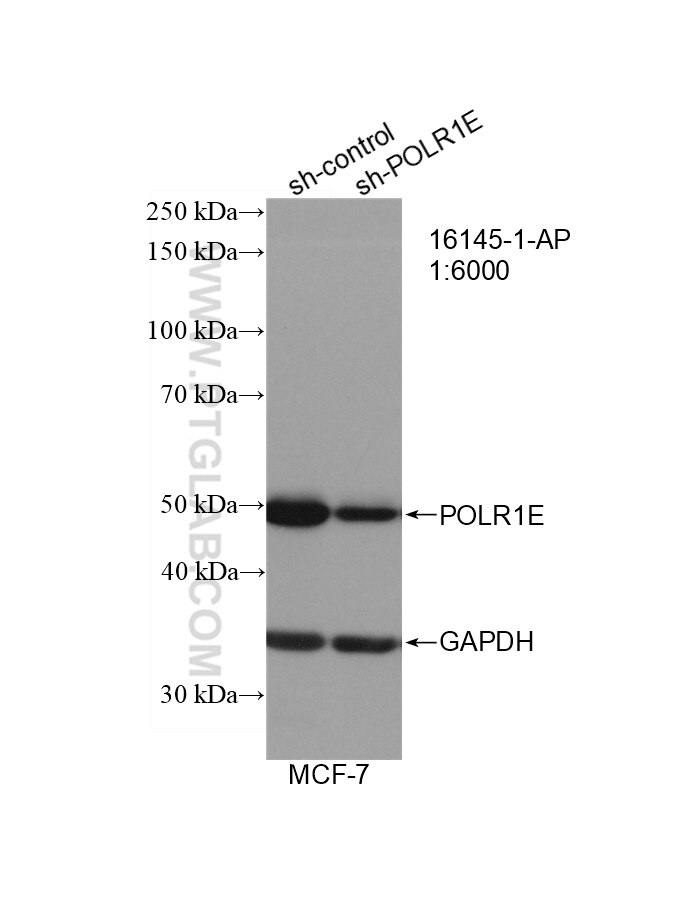 Western Blot (WB) analysis of MCF-7 cells using POLR1E Polyclonal antibody (16145-1-AP)