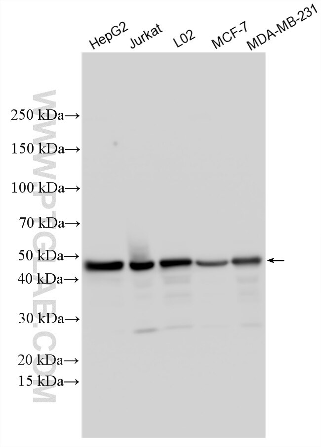 Western Blot (WB) analysis of various lysates using POLR1E Polyclonal antibody (16145-1-AP)