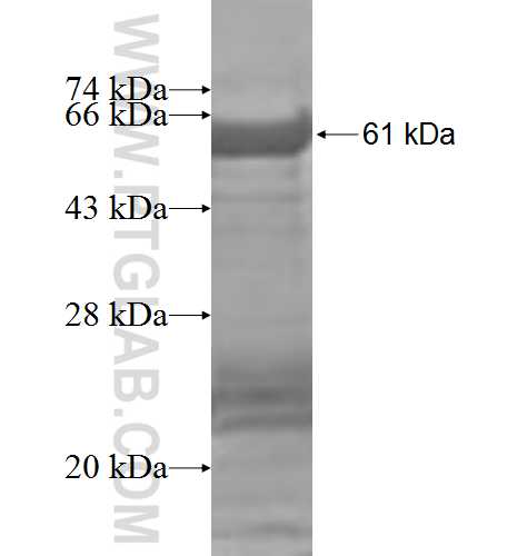 POLR1E fusion protein Ag9269 SDS-PAGE