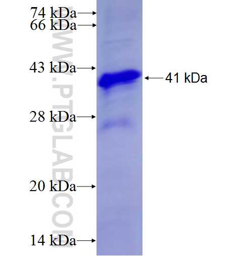 POLR1E fusion protein Ag9579 SDS-PAGE