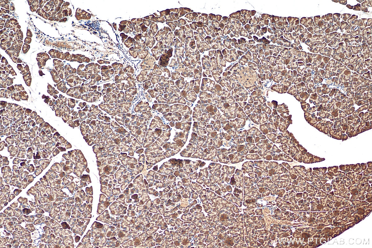 IHC staining of mouse pancreas using 20655-1-AP