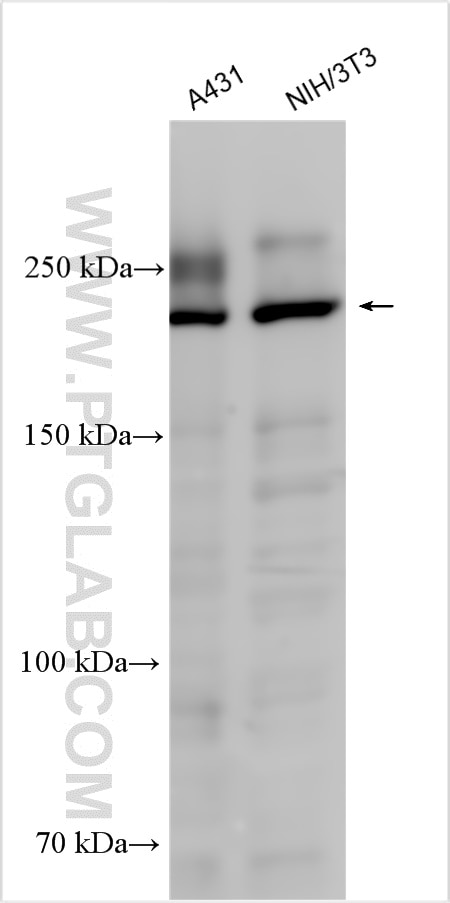 Western Blot (WB) analysis of various lysates using POLR2A Polyclonal antibody (20655-1-AP)