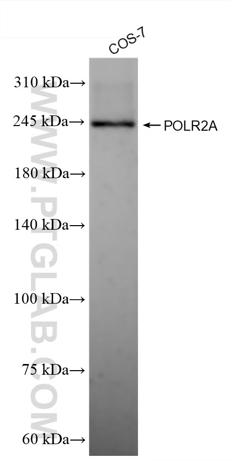 Western Blot (WB) analysis of COS-7 cells using POLR2A Recombinant antibody (84357-1-RR)