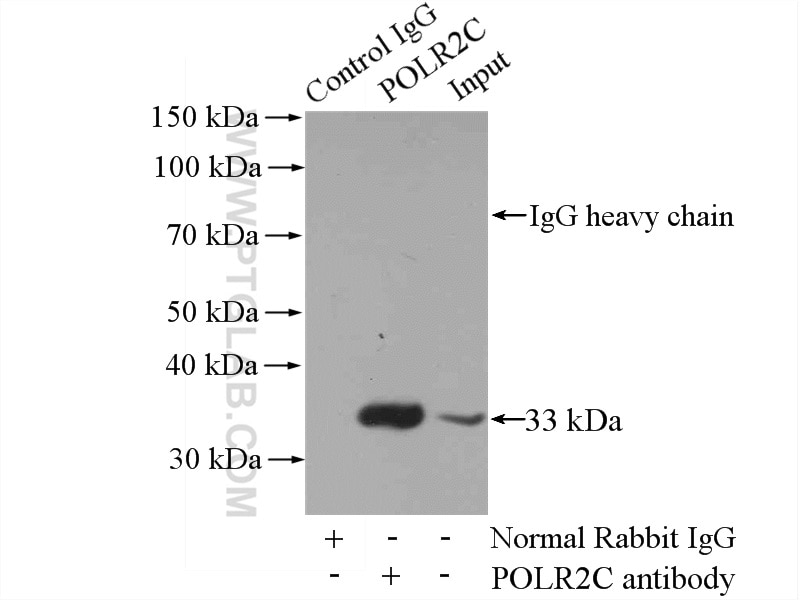 Immunoprecipitation (IP) experiment of HeLa cells using POLR2C Polyclonal antibody (13428-1-AP)