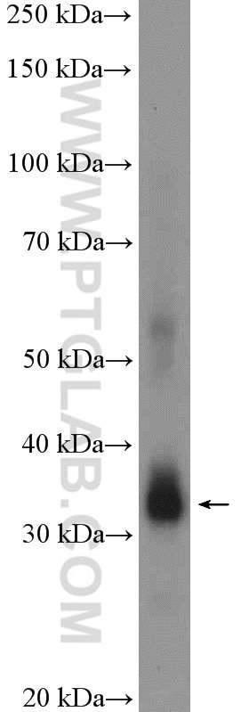 Western Blot (WB) analysis of mouse kidney tissue using POLR2C Polyclonal antibody (13428-1-AP)