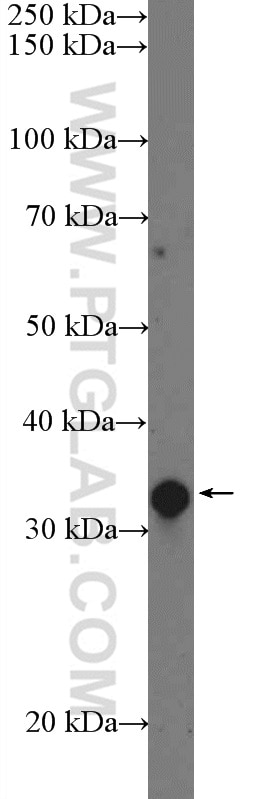 Western Blot (WB) analysis of mouse kidney tissue using POLR2C Polyclonal antibody (13428-1-AP)