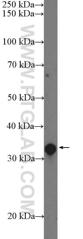Western Blot (WB) analysis of mouse kidney tissue using POLR2C Polyclonal antibody (13428-1-AP)