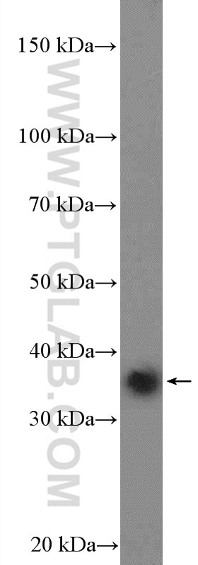 Western Blot (WB) analysis of HeLa cells using POLR2C Polyclonal antibody (13428-1-AP)